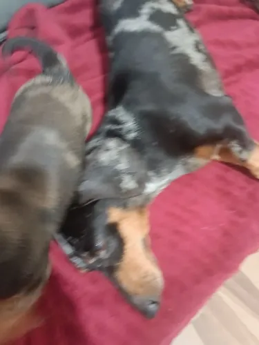 Vendo Filho de salsicha