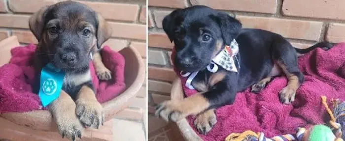 rotweiler x labrador 
