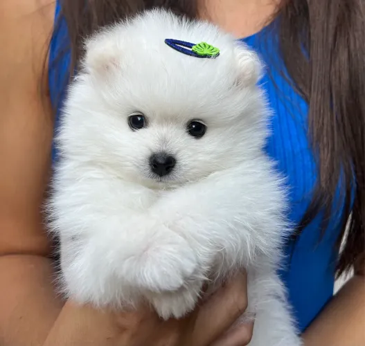 Lulu da pomerania mini padrão ursinho