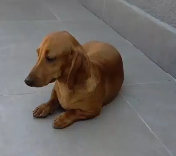 Basset salsichinha filhote macho