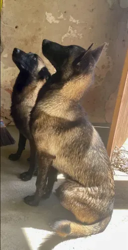 Vendo casal de Pastor Belga Malinois com Pedigree