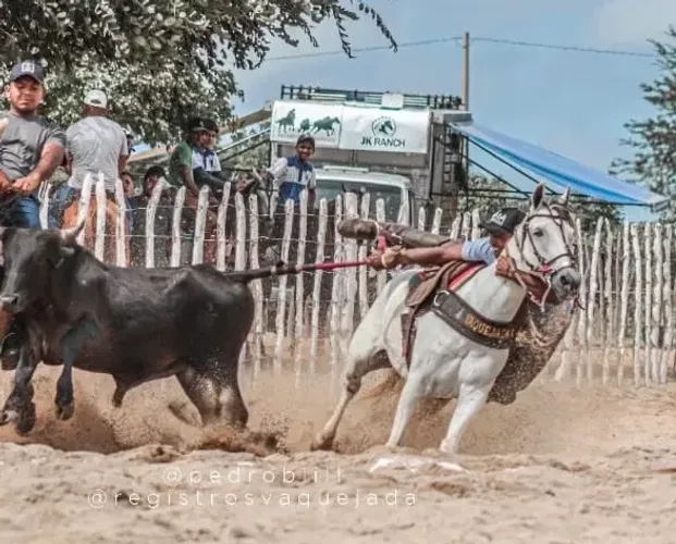 Cavalo de direita