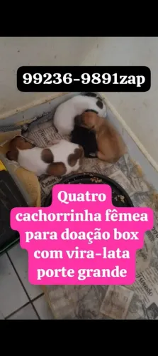 Quatro cachorro fêmea para doação porte grande box com vira-lata