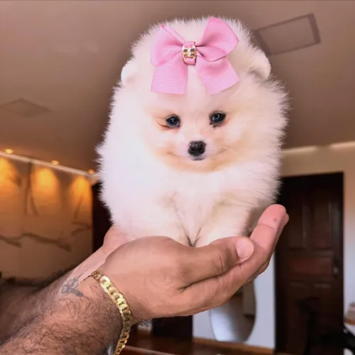 Filhotes de Spitz Alemão Anão (Lulu da Pomerânia)