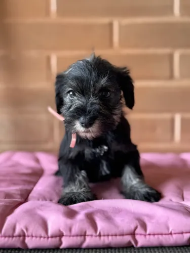 Fêmeas de Schnauzer Miniatura 