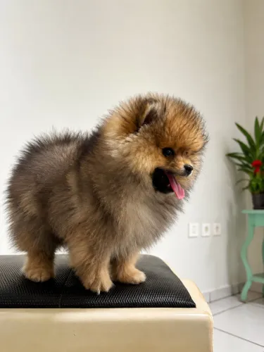 Spitz alemão