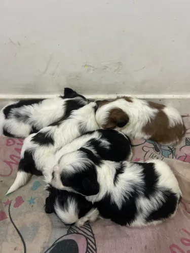 vende-se cachorro shih tzu ( 3 machos e 2 femeas)