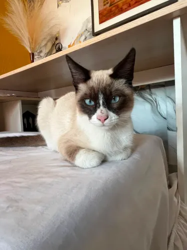 Gatinho para adoção macho 