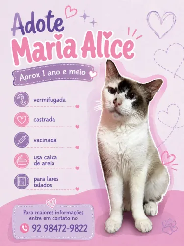 Gatinha para adoção 