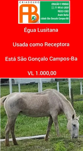 Égua Lusitana Matriz
