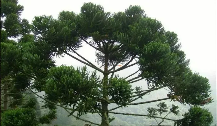Fazenda de compensação de carbono em Itamonte - MG, à venda com 79,5ha