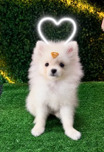 Lulu da pomerania 