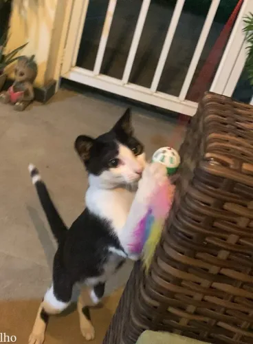 Animal