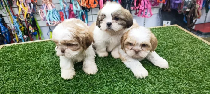 Shih Tzu