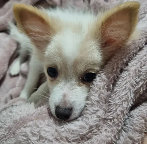 Chiuhauha filhote 4 meses