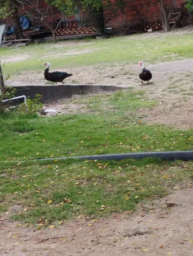 Vendo patos