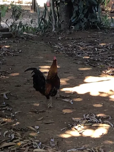 Vendesse galinhas garnisés 