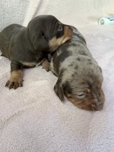 Dachshund (Cofap)