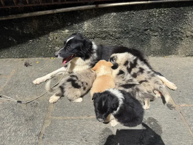Border collie com pedigree CBKC - filhote puro