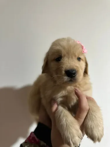 Goldens fofos