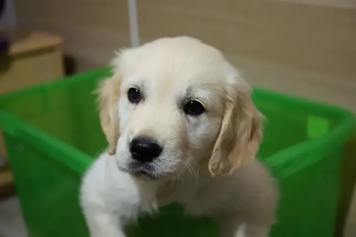 Doação filhote Golden Retriever Vacinado
