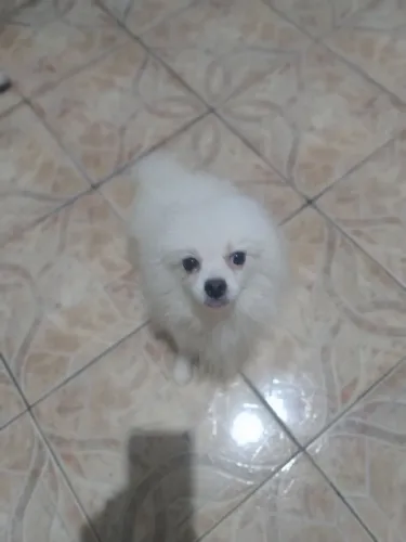 Vendo macho raposa Spitz Alemão 