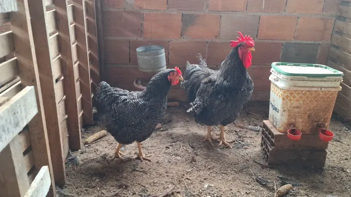 Pintinhos