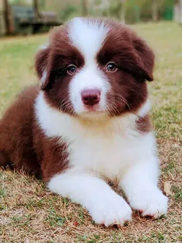 Border collie  a prestação que vale a pena 