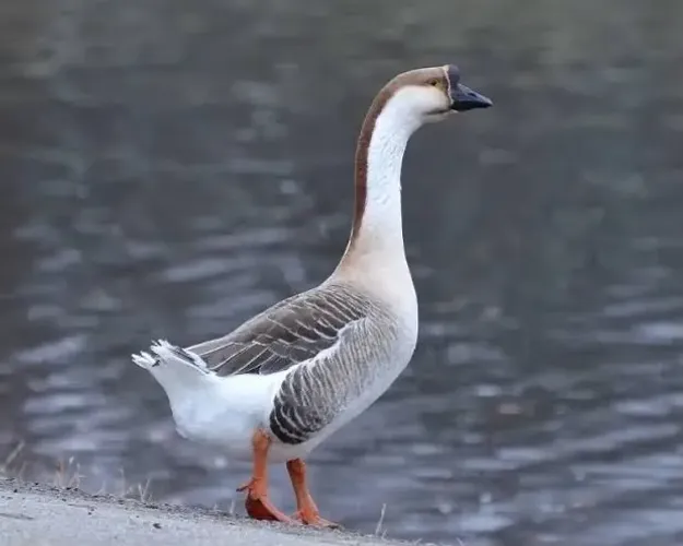 Gansos (animais) a venda em Campina Grande