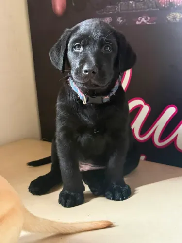 Labrador Preto - Último disponível
