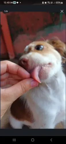 Cachorrinho para doação 