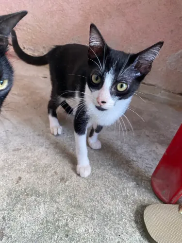 Gatinho macho pra adoção