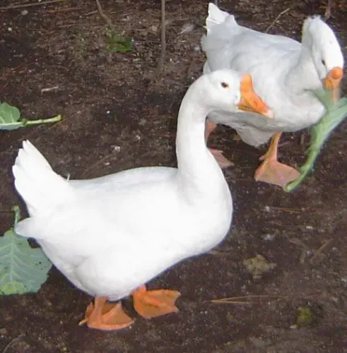 Casal Gansos Brancos 