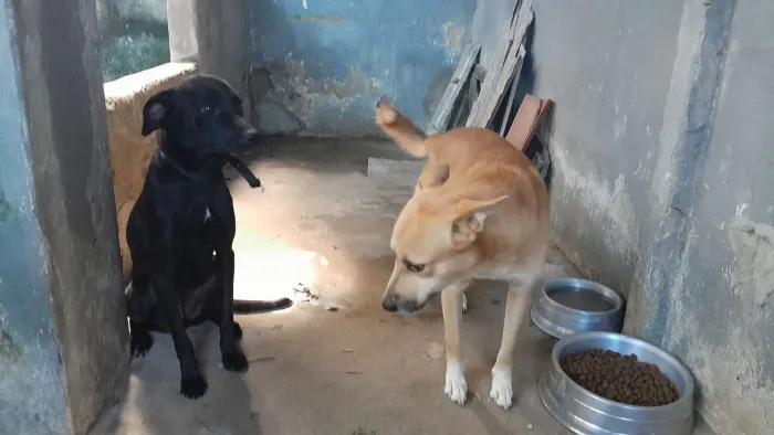 Doação de 2 cachorros 1 Macho e Fêmea
