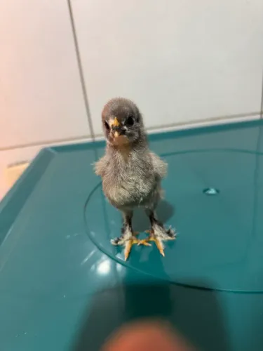 Vende-se pintinhos da raça brahma 