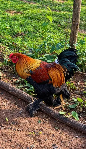 GALO BRAHMA À VENDA !!! #GaloNovo 