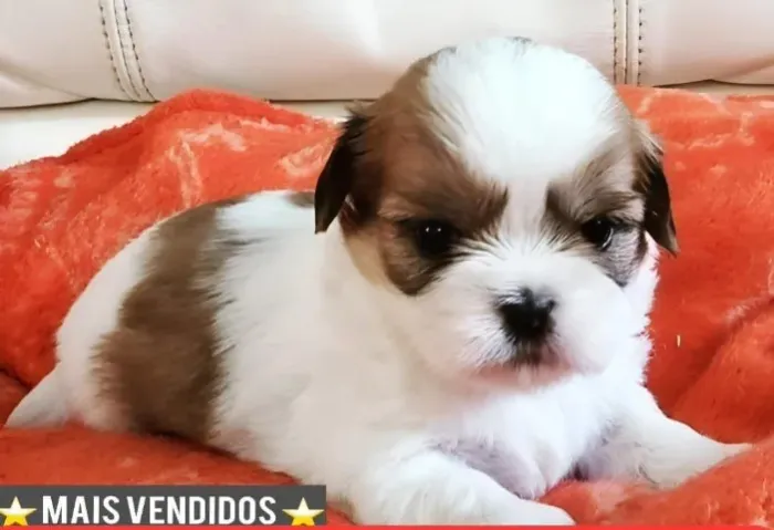 Lhasa Apso Filhotes Muito Indicados Para Companhia.