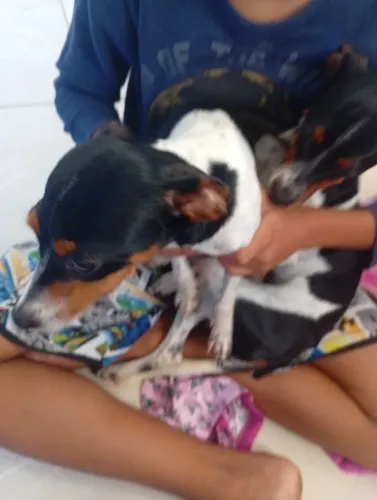Cachorrinho