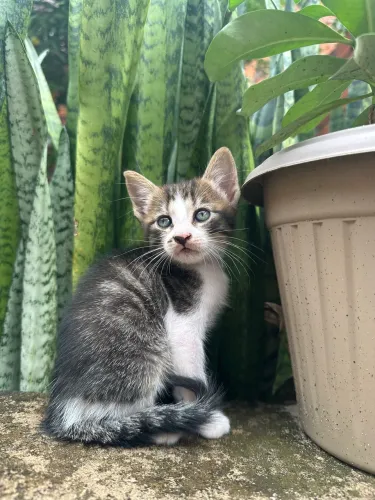Adoção responsável de gatinho macho 