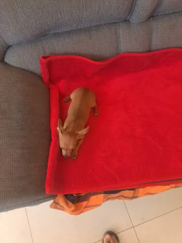 Vendo pinscher femia
