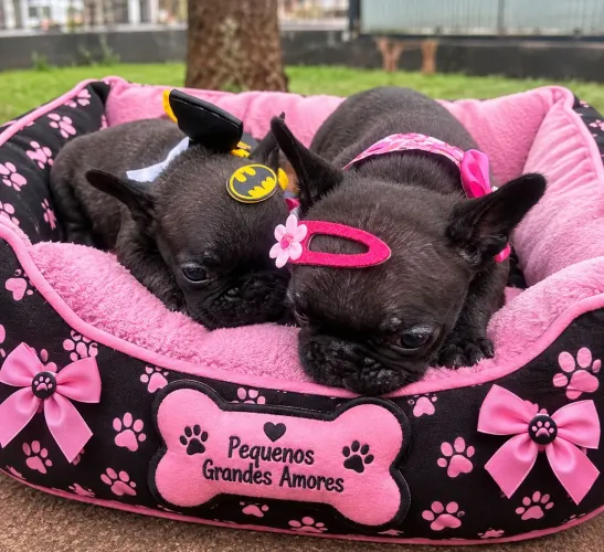 Buldogue francês