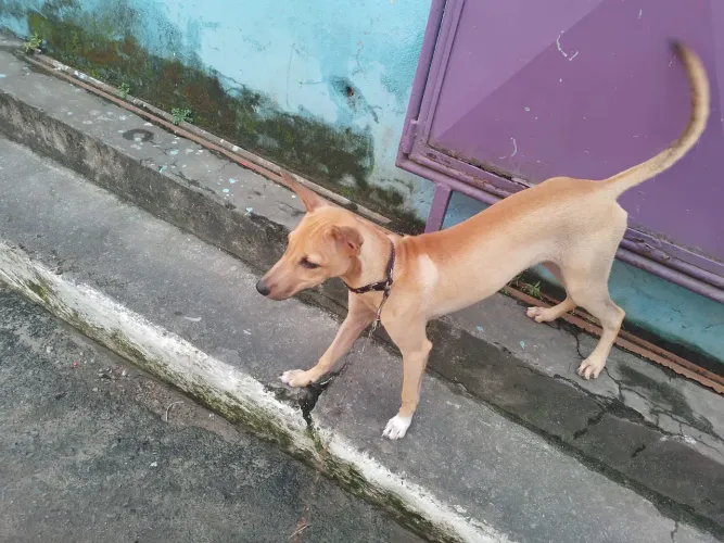 Doa-se Cachorro / Doação de Pet 