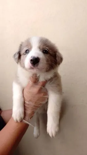 Filhote de Border Collie Blue Merle 