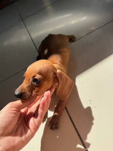 Baby Dachshund(Salsichinha) Macho, 10x Sem Juros!!!