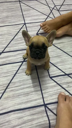 Buldogue francês 