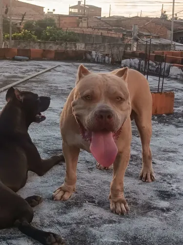 Pitmonster disponível para cobertura!