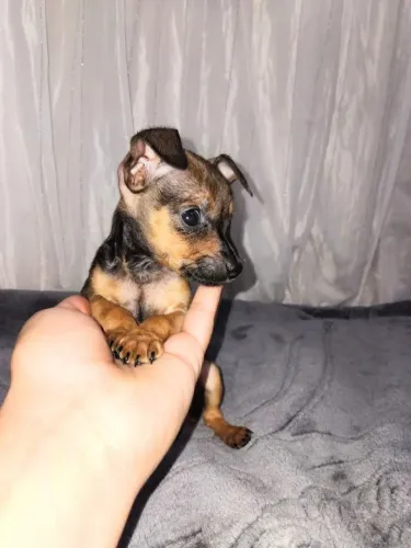 Pinscher MACHO disponível 
