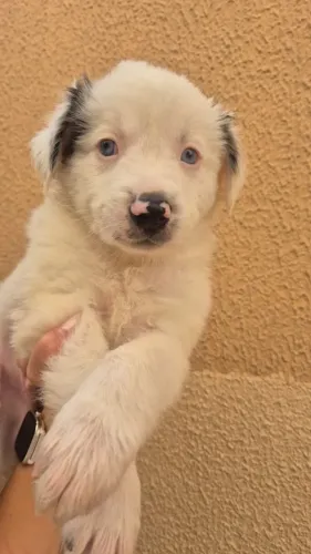Boder collie macho