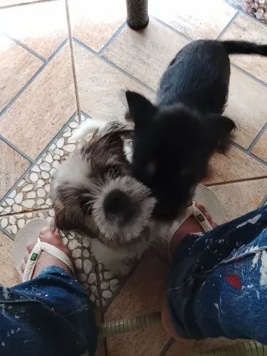 Doação. Dois cachorrinhos um macho fêmea três meses vacinado bem tratado