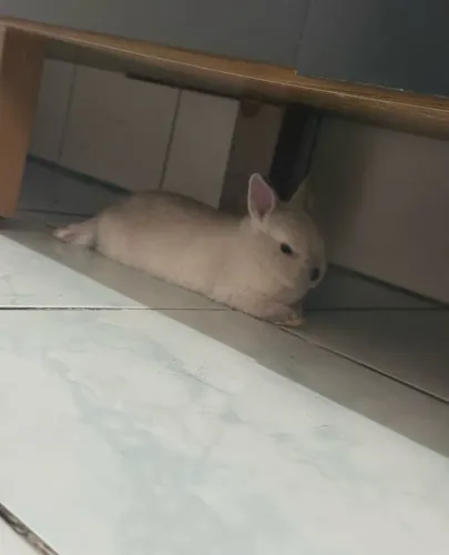 Vendo coelho
